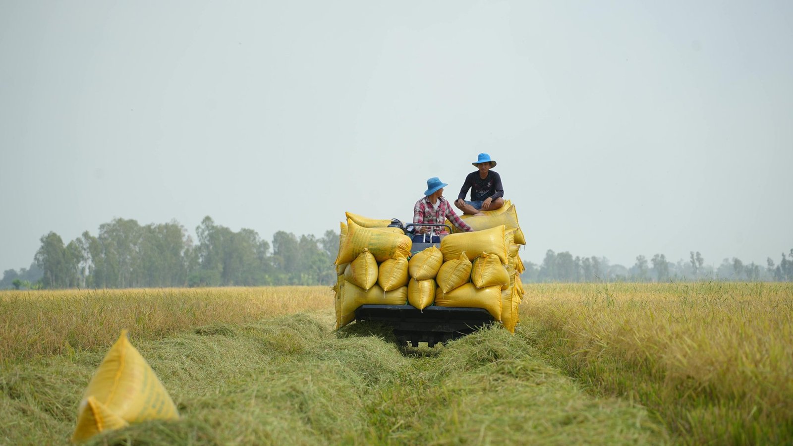 Harvested paddy rice in sacks being transported from a field