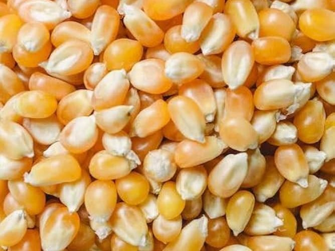 Dried yellow maize kernels for commercial grain supply