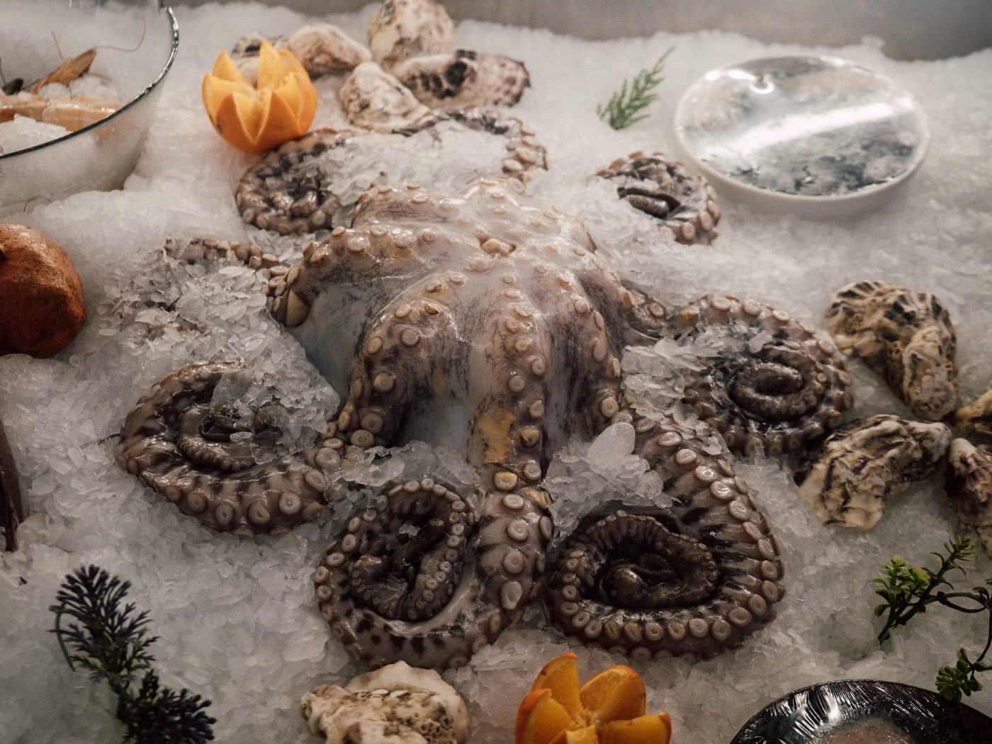 Fresh octopus displayed on ice