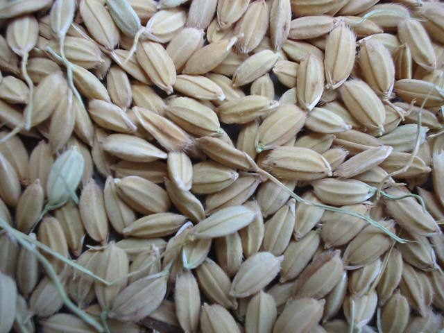 Unhusked paddy rice grains with visible husks
