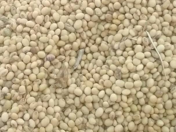 Dried soybean in bulk