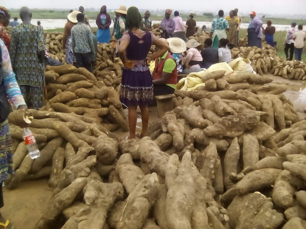 Whole yam tubers at a Nigerian market
